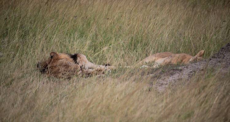 3 days Queen Elizabeth National Park - Simba Africa Expeditions 2