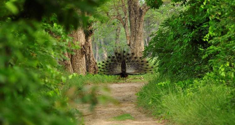 Pavo real con plumas desplegadas en sendero del bosque.