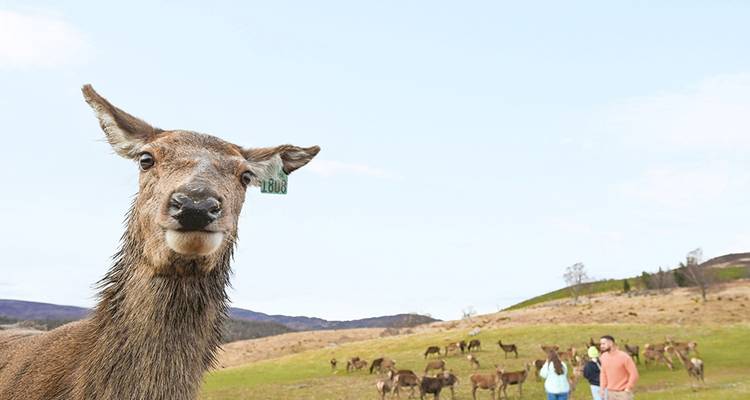 Un cerf curieux fixe l'objectif tandis qu'un troupeau distant broute sur la lande écossaise vallonnée sous un ciel bleu