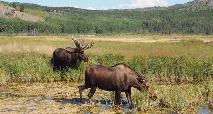 Sueño de verano en Yukón - aventura activa de verano - Arctic Range Adventure 2