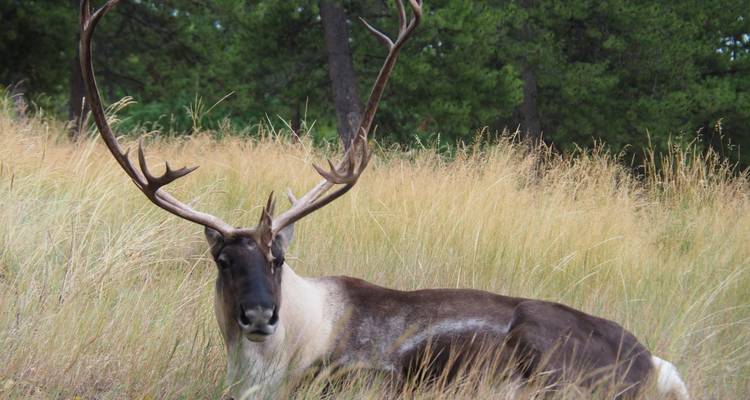Caribou with large antlers resting in tall grass.