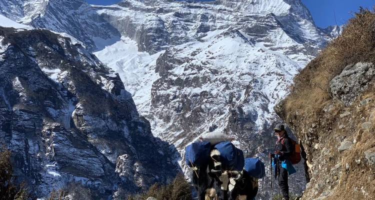 Montañista y yaks contra el telón de fondo de montañas nevadas