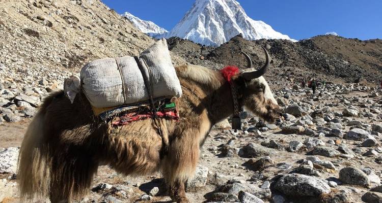 Ein Yak, das Waren transportiert, mit einem schneebedeckten Berg im Hintergrund.