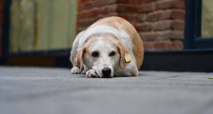A dog lying on a sidewalk next to a brick wall.