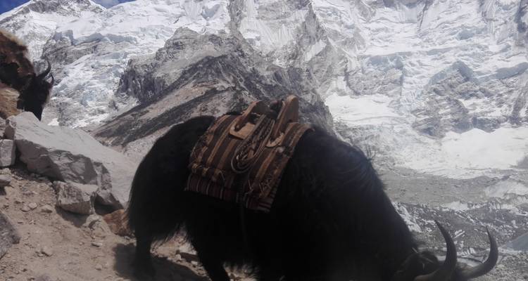A yak carrying supplies in a mountainous area with snow.