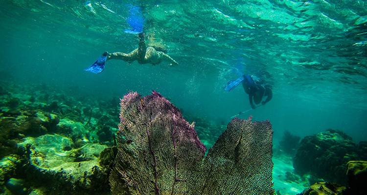 Deux plongeurs en apnée glissent au-dessus d'éventails de corail colorés dans les eaux cristallines des Caraïbes.
