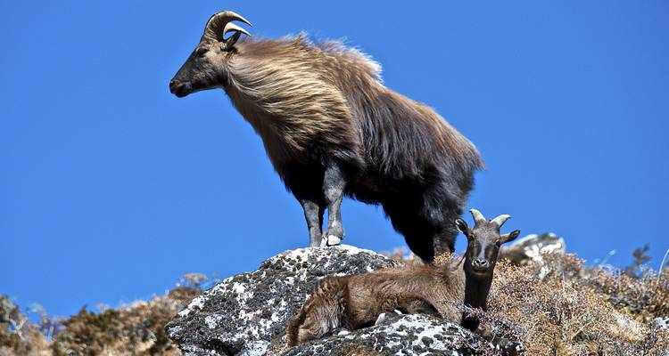 Travesía por el Paso de Chola del Everest -17 Días - Himalayan Adventure Treks & Tours 6