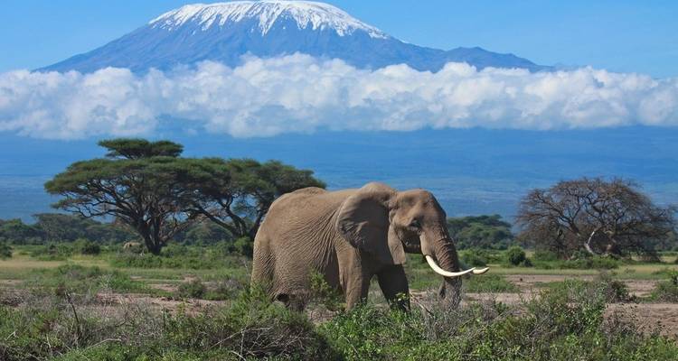 9 jours d'ascension du Kilimandjaro par la route de Lemosho - Wild Root Safaris & Adventures 10