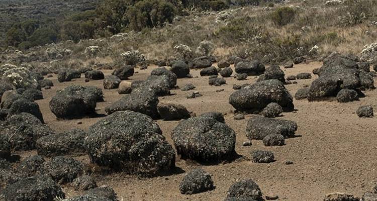 8 jours d'ascension du Kilimandjaro par la route Machame - Wild Root Safaris & Adventures 4
