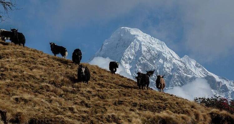 Viaje al Mardi Himal 2024/2025 - Himalaya Heart Treks & Expedition[P] Ltd  6