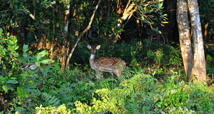 Un cerf dans une forêt avec des arbres et de la verdure.