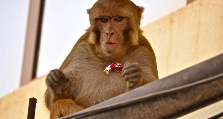 Un singe tenant un emballage de bonbons, assis sur un rebord à l'intérieur.