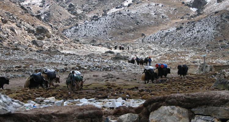 Yaks transportant des charges sur un sentier de montagne rocailleux.