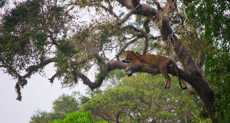 The Supreme Tour of Sri Lanka - 15 Days  Surclassement gratuit vers un circuit privé disponible - Beauty Lanka Travels 9