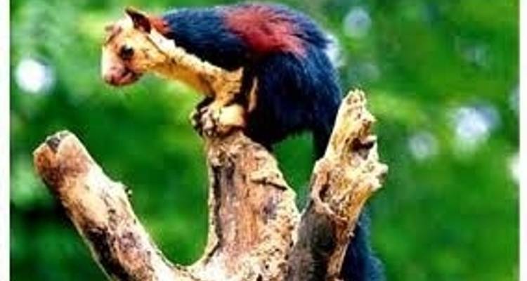 Circuito de 10 días por la India, el Himalaya y Benarés, que te dejará sin aliento: crucero por el Ganges, jardines del Té Tigres de Siberia y Flores silvestres exóticas - IHCT Heritage & Adventure  Tours 4