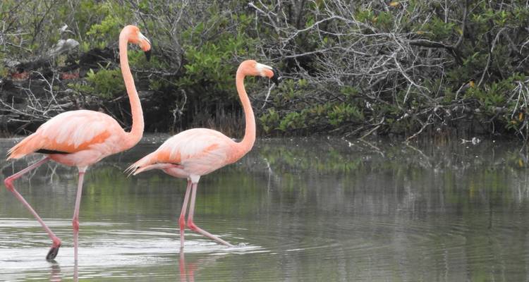 7 jours aux Galápagos : visite complète des îles - Rebecca Adventure Travel 3