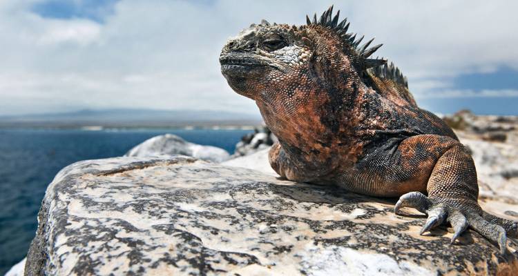 7 jours aux Galápagos : visite complète des îles - Rebecca Adventure Travel 6