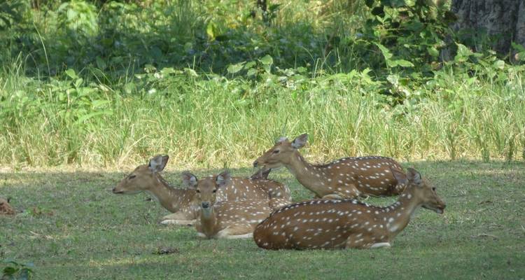 Observation des oiseaux au Népal - Parc national de Bardiya - Swotah Travel and Adventure 9