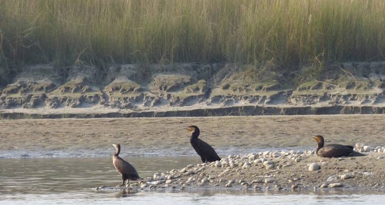 Observation des oiseaux au Népal - Parc national de Bardiya - Swotah Travel and Adventure 7