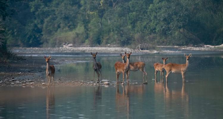 Observation des oiseaux au Népal - Parc national de Bardiya - Swotah Travel and Adventure 10