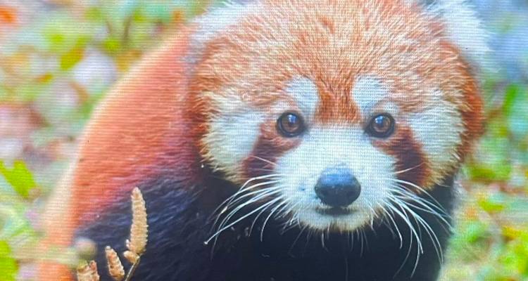 Nahaufnahme eines Gesichts eines roten Pandas, das von einem Bildschirm erfasst wurde und sichtbare Anzeigezeilen zeigt
