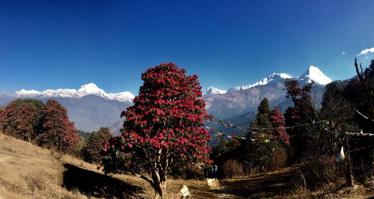 Trek de Ghorepani Poon Hill - 8 jours - Glorious Himalaya Trekking Pvt. Ltd. 8