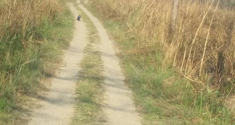 Kleiner Vogel sichtbar auf einem Erdweg.