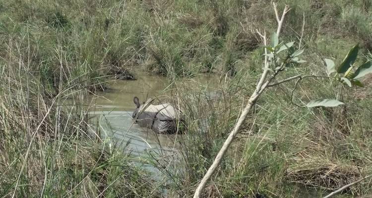 Nashorn teilweise im Wasser untergetaucht, umgeben von Gras.