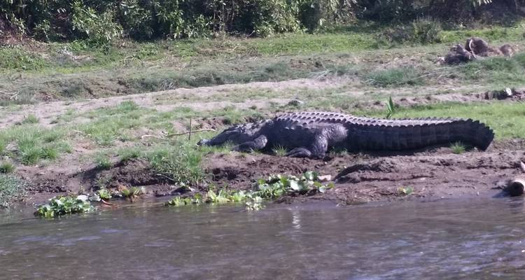 Krokodil liegt am Flussufer.