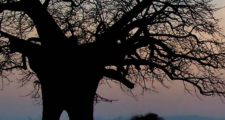 Silueta de un árbol baobab sin hojas contra un cielo de atardecer en tonos pastel.