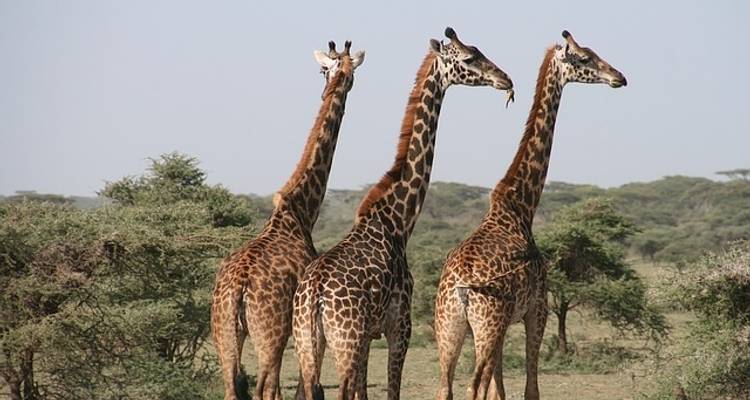 De Tanzania a Zanzíbar: arenas blancas y naturaleza salvaje - G Adventures 3
