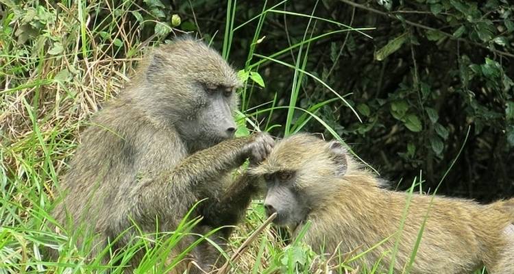 De Tanzania a Zanzíbar: arenas blancas y naturaleza salvaje - G Adventures 7