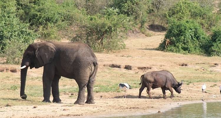Afrique de l'Est par voie terrestre : Serengeti et Safari Drives - G Adventures 2
