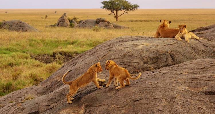 Afrique de l'Est par voie terrestre : Serengeti et Safari Drives - G Adventures 1