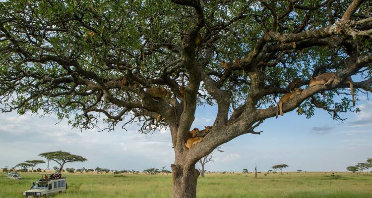Kenya Overland: Safari Drives & National Reserves - G Adventures 3