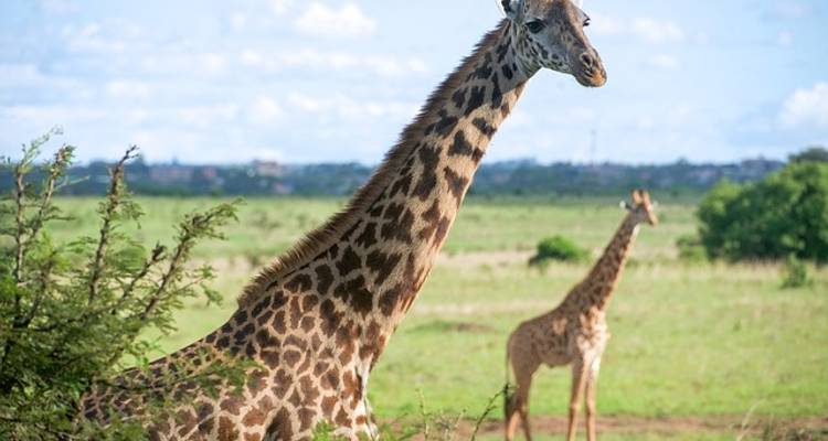 Kenya Overland: Safari Drives & National Reserves - G Adventures 2