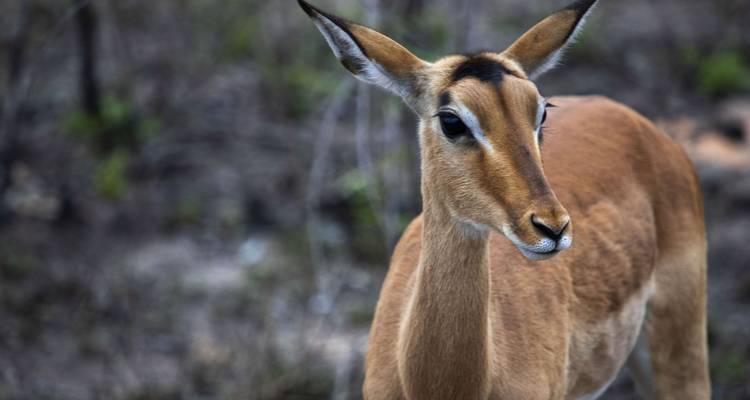 De Nairobi a Zanzíbar: Serengeti y puestas de sol - G Adventures 6
