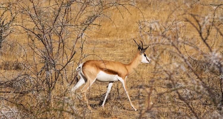 De Nairobi a Zanzíbar: Serengeti y puestas de sol - G Adventures 8