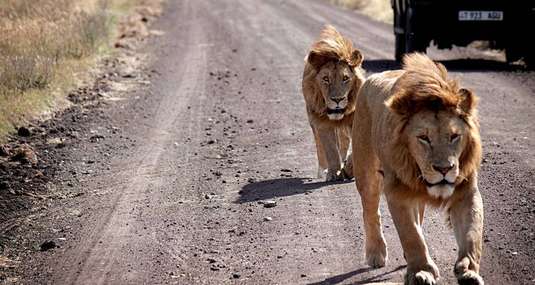 De Nairobi a Zanzíbar: Serengeti y puestas de sol - G Adventures 1