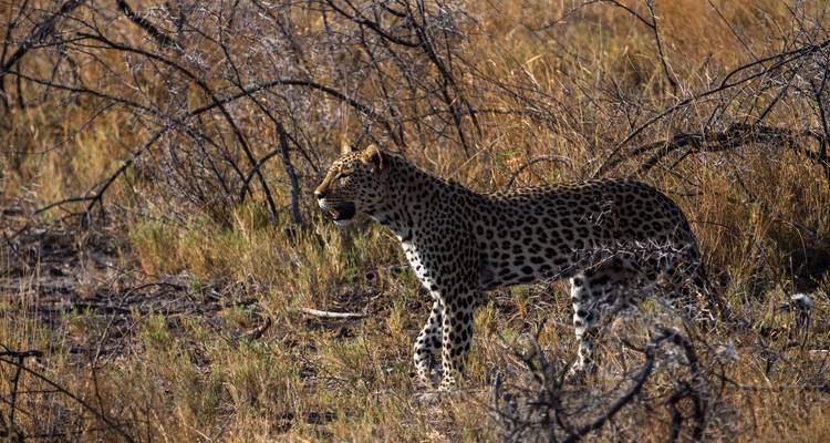 De Nairobi a Zanzíbar: Serengeti y puestas de sol - G Adventures 9