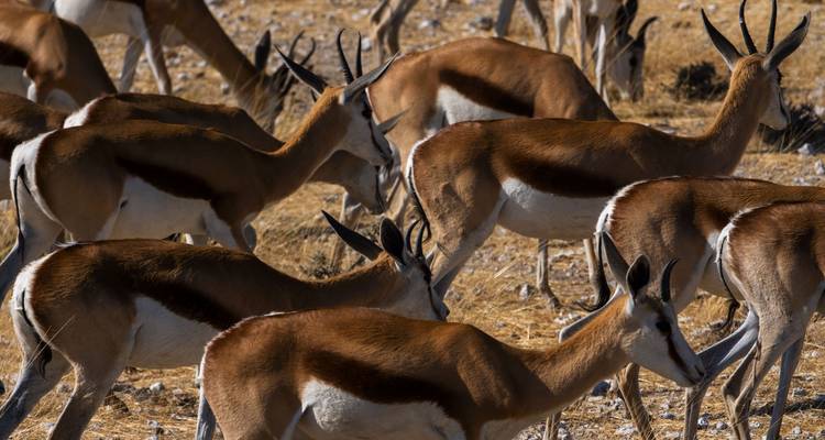 De Nairobi a Zanzíbar: Serengeti y puestas de sol - G Adventures 2