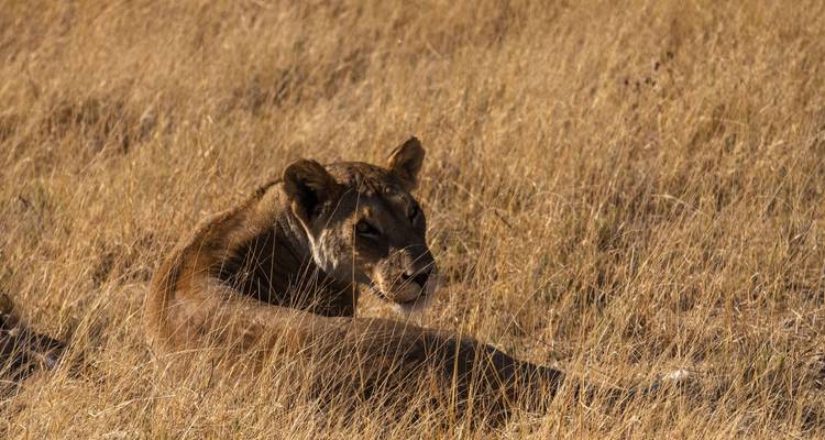 De Nairobi a Zanzíbar: Serengeti y puestas de sol - G Adventures 7
