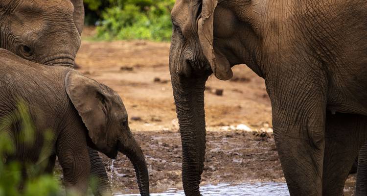 De Nairobi a Zanzíbar: Serengeti y puestas de sol - G Adventures 4