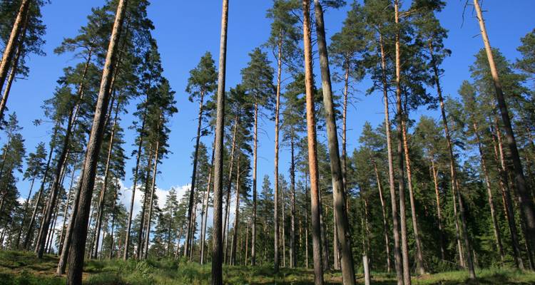 Recorrido multiactividad por bosques y lagos - LitWild 10