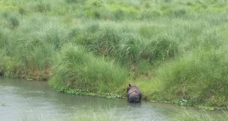 Un rinoceronte parado junto a un cuerpo de agua entre hierba alta.