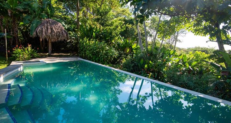 A serene swimming pool surrounded by lush greenery.