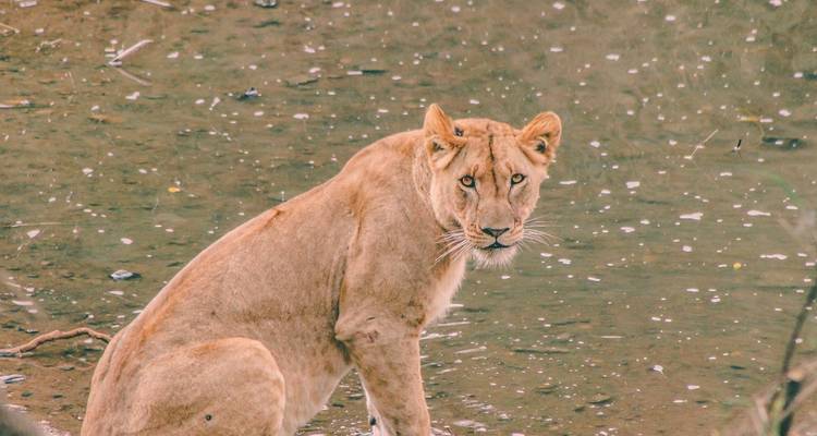 Kenia y Uganda: gorilas por tierra: bosques y avistamiento de fauna - G Adventures 7
