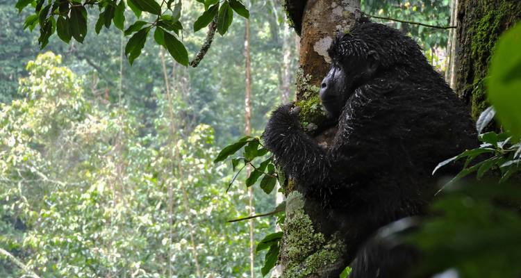 Kenia y Uganda: gorilas por tierra: bosques y avistamiento de fauna - G Adventures 2