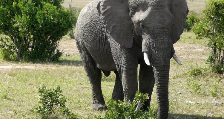Kenia y Uganda: gorilas por tierra: bosques y avistamiento de fauna - G Adventures 4