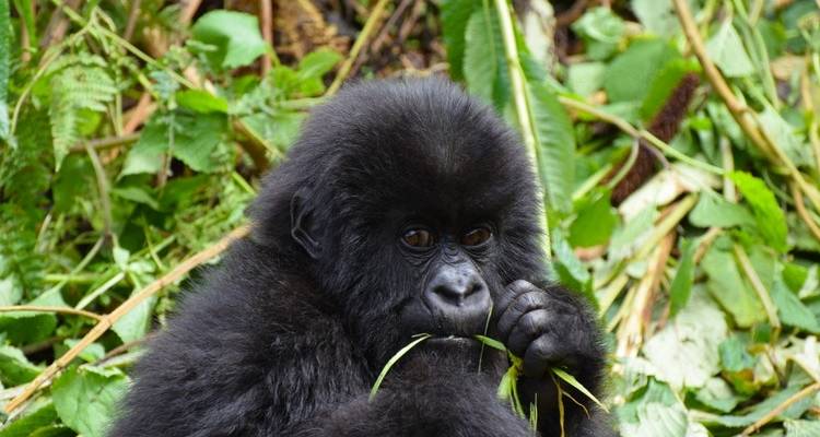 Gorilla Trek Independent Adventure - G Adventures 3